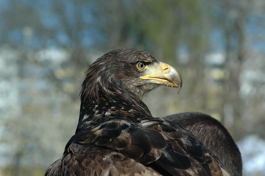 eagle 3, raptor, observing, animal, animal wildlife, animals in the wild HD wallpaper