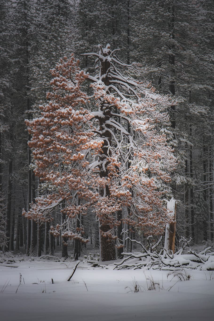 tree covered by snow during daytime, trees covered by snow, forest HD wallpaper