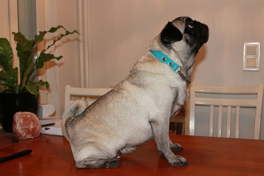 the pug, pet, dog, one animal, domestic, pets, domestic animals HD wallpaper