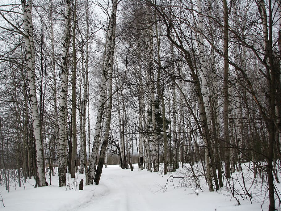 winter, forest, birch, frost, winter forest, snow, landscape HD wallpaper