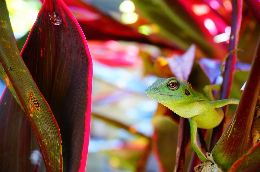chameleon, lizard, reptile, animal, animal wildlife, animal themes HD wallpaper