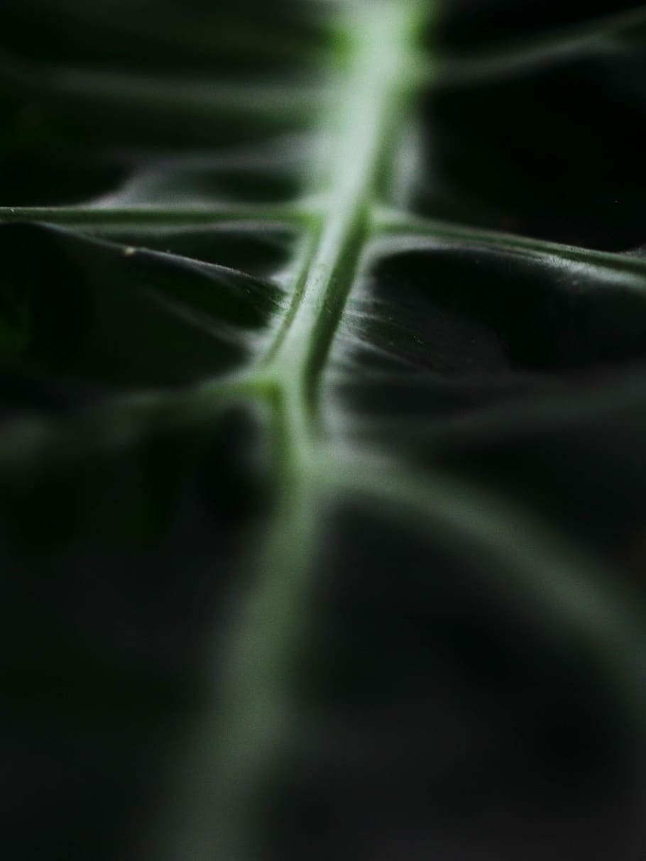 macro photography of green leaf, close-up photography of green leaf HD wallpaper