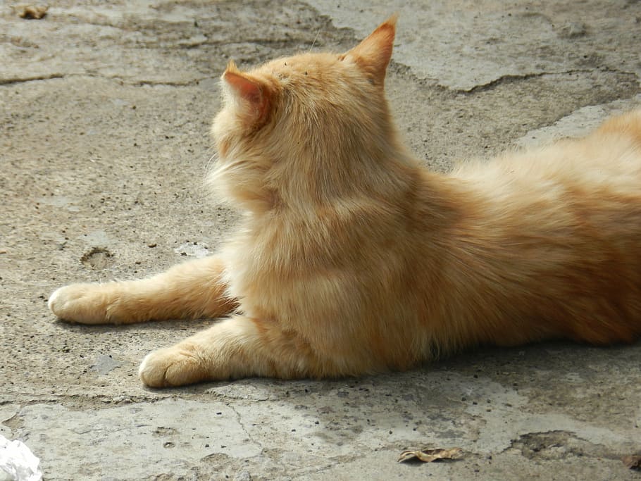 kitten, animals, pets, mammal, one animal, domestic, animal themes HD wallpaper