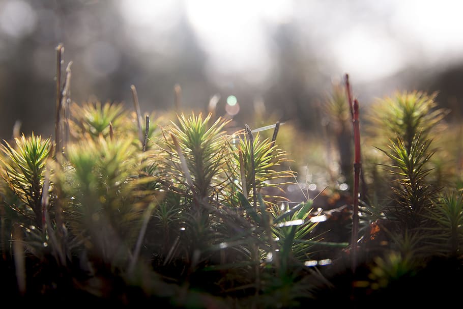 forest, foam, green, plant, growth, nature, selective focus HD wallpaper