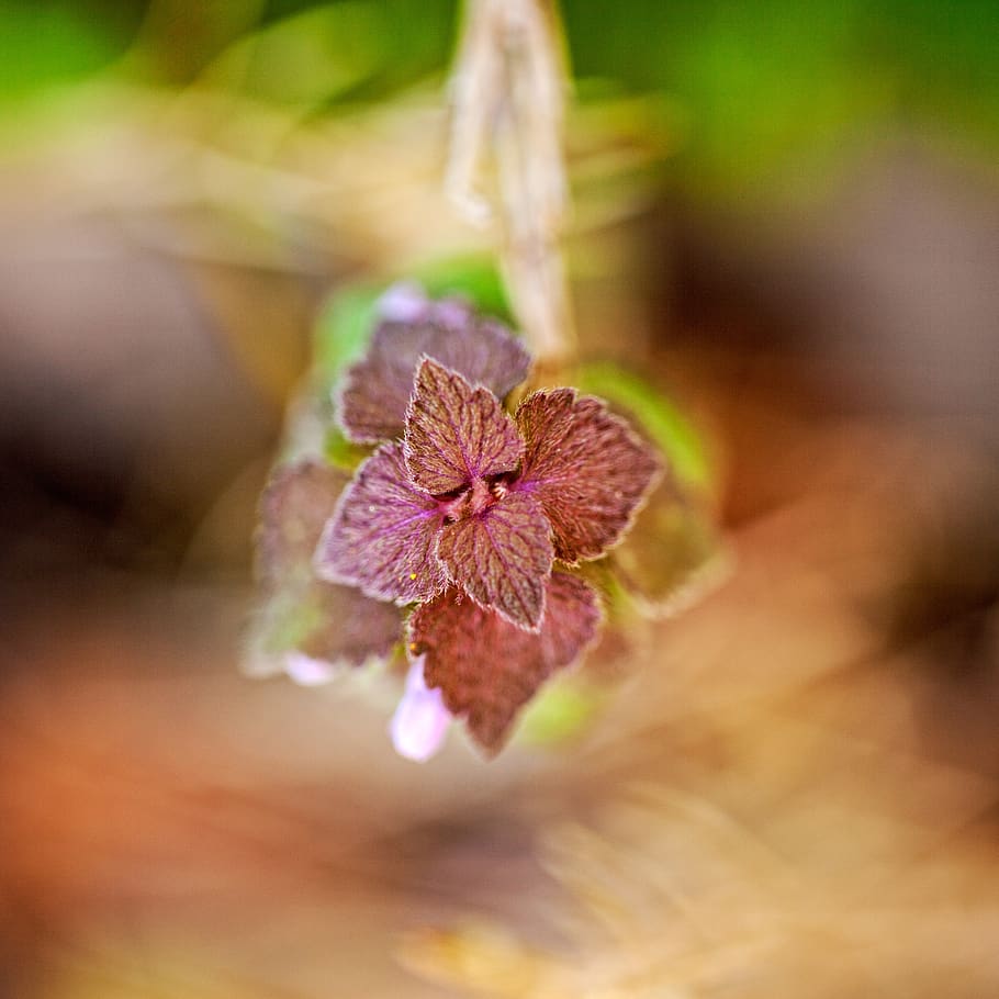 leaves, macro, tiny, nature, leaf, plant, little, garden, spring HD wallpaper