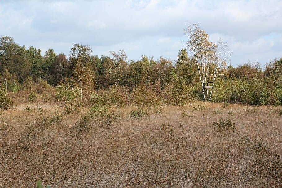 nature, forest, meadow, mood, plant, tree, sky, land, tranquility HD wallpaper