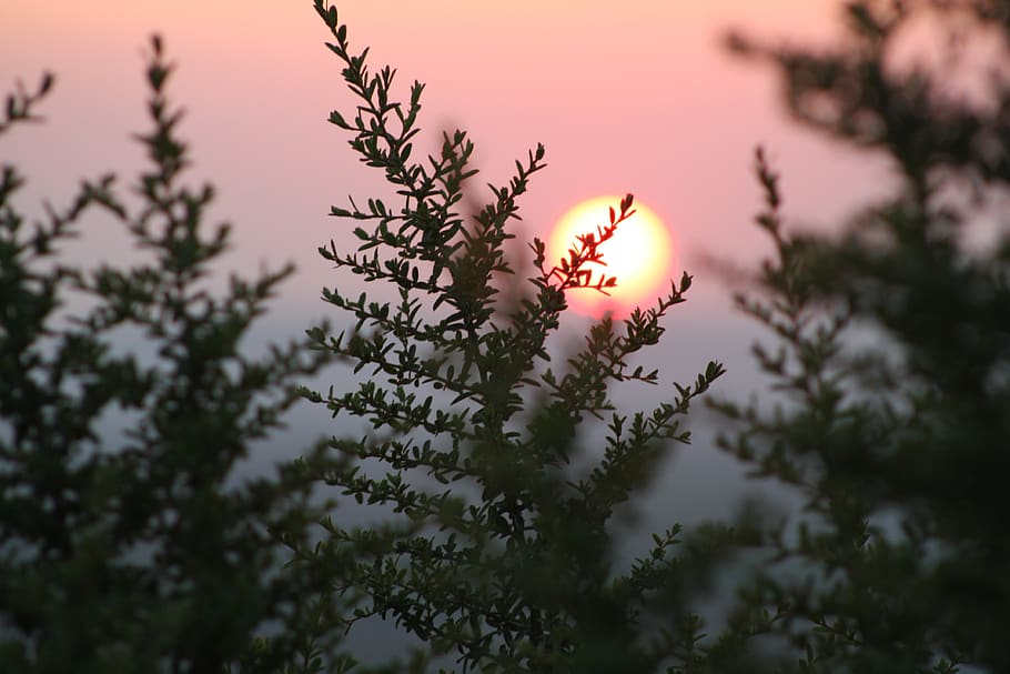 sunset, solar, peace, plant, growth, beauty in nature, flower HD wallpaper