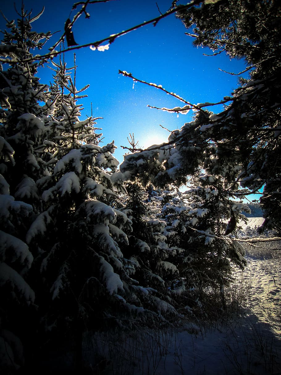 forest, firs, winter, light, pine needles, landscape, snow HD wallpaper