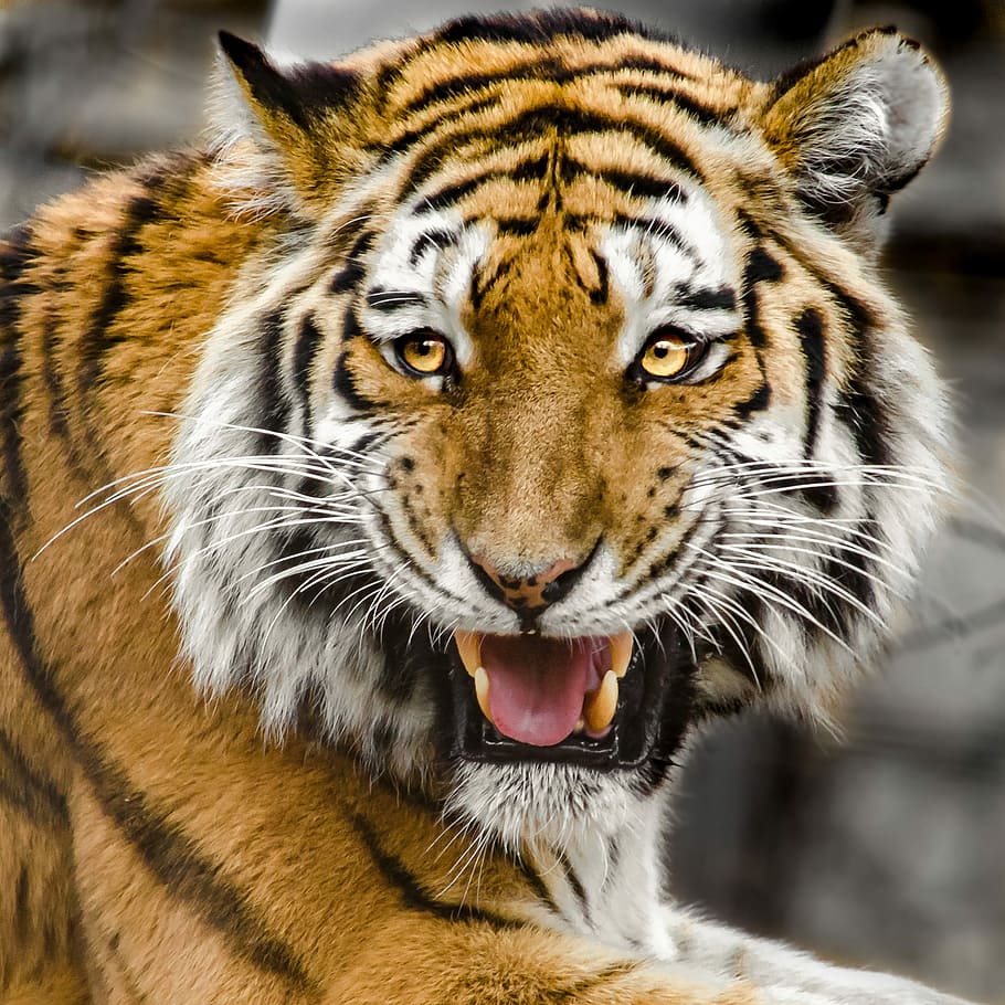 wild life photography of roaring tiger, tiger head, predator HD wallpaper