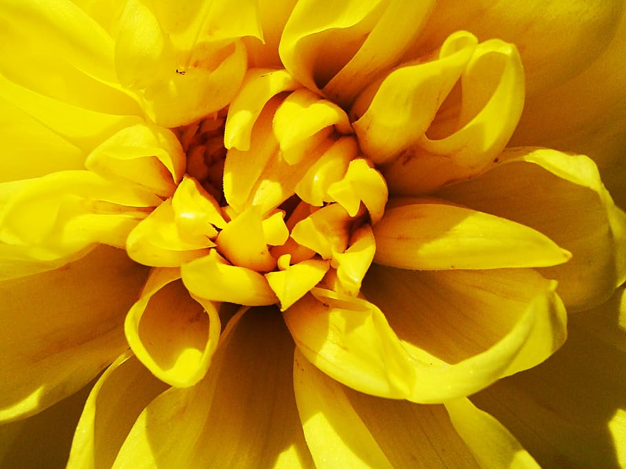 yellow, flower, macro, petals, shadow, bud, flowering plant HD wallpaper