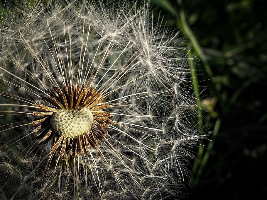 dandelion, meadow, macro, fluff, parachute, the cream of the medical HD wallpaper