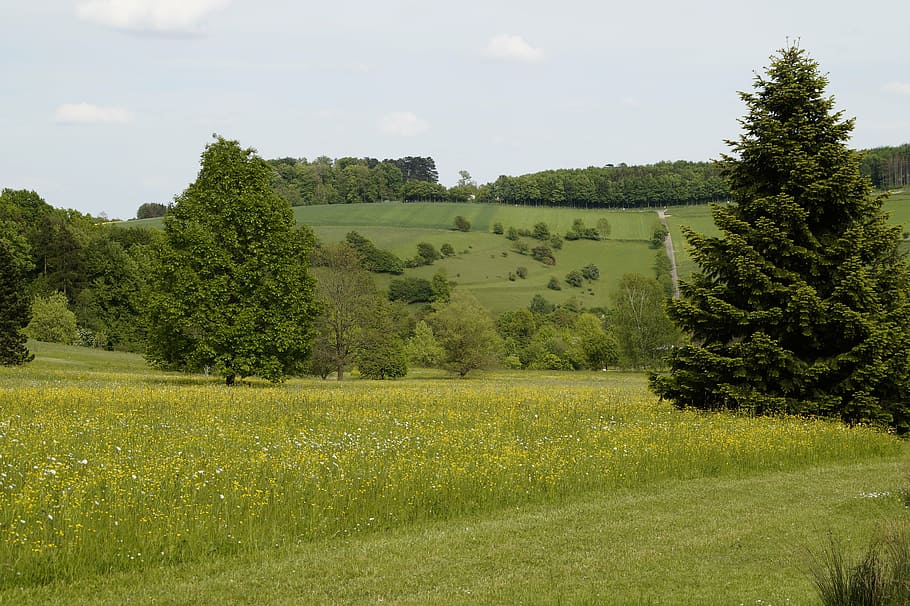 landscape, spring, sweet, bloom, green, yellow, pentecost, plant HD wallpaper