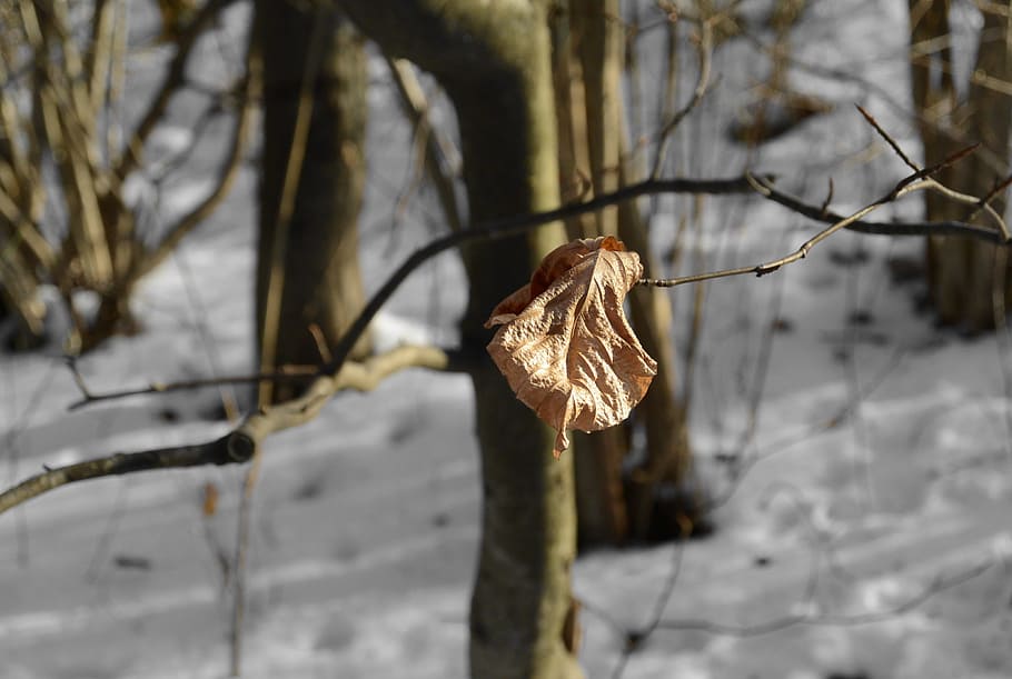 Leaf, Winter, Snow, Forest, Nature, leaves, lonely, autumn HD wallpaper