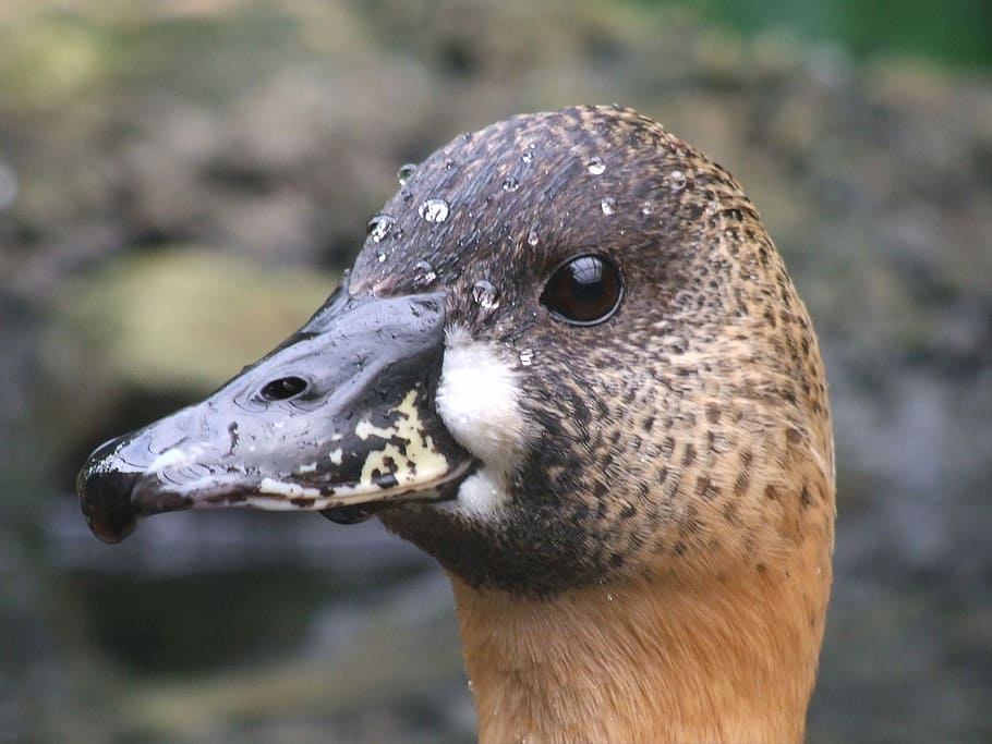 Duck, Head, Bird, Animal, Nature, wildlife, beak, mallard, water HD wallpaper