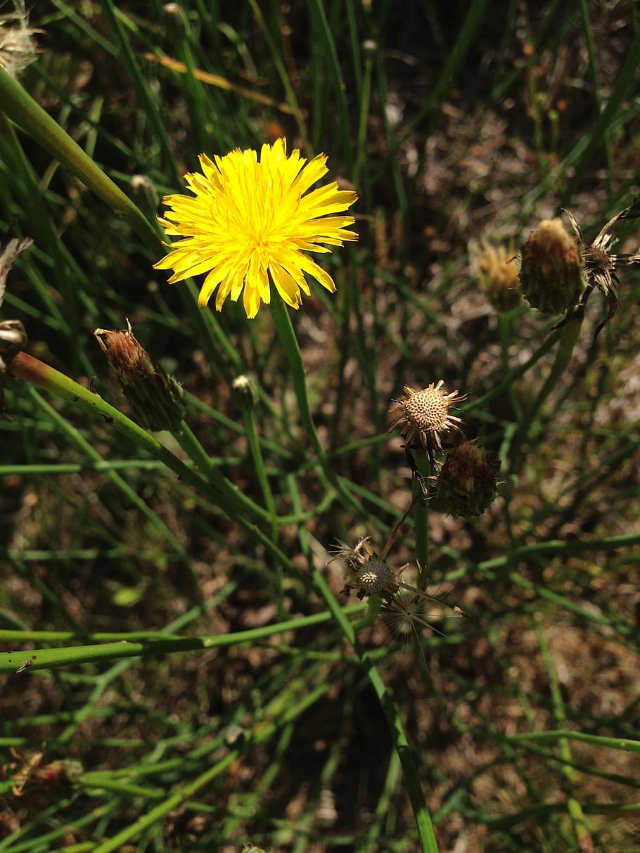 Dandelion, Yellow, Flower, Spring, yellow flower, nature, fragility HD wallpaper