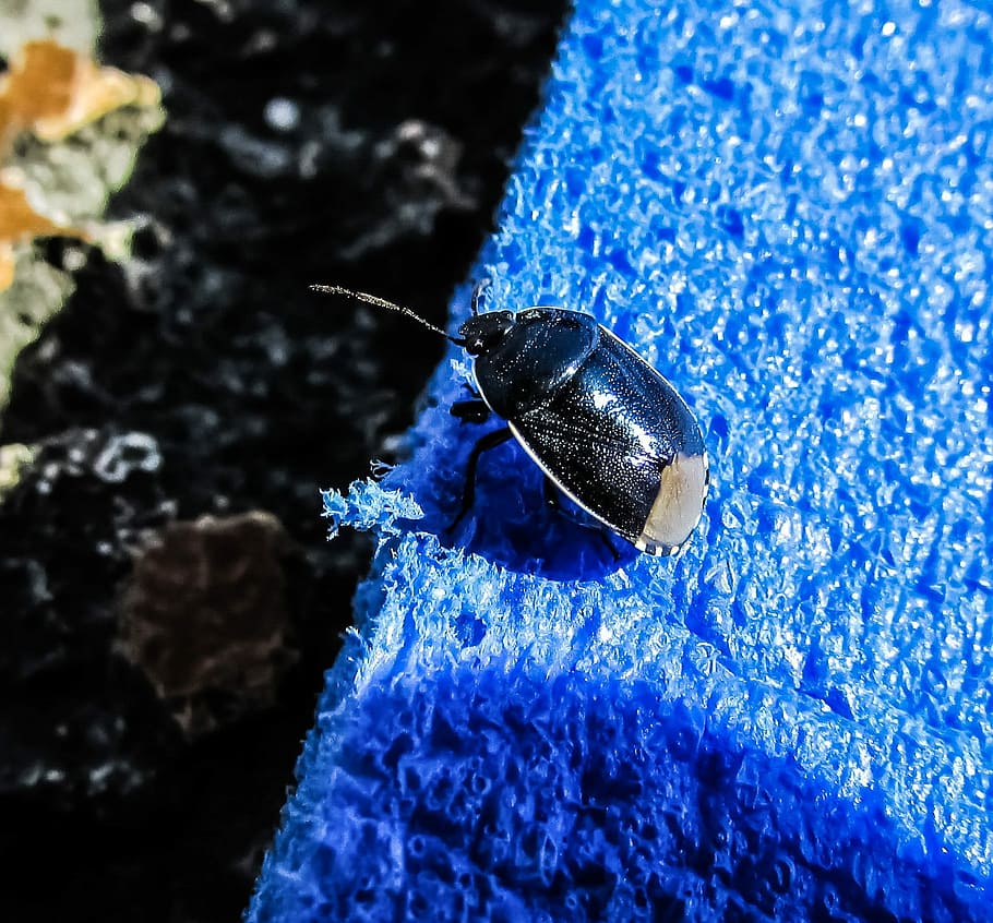 Beetle, Colour, Metallic, Insect, blue, visitor, one animal HD wallpaper