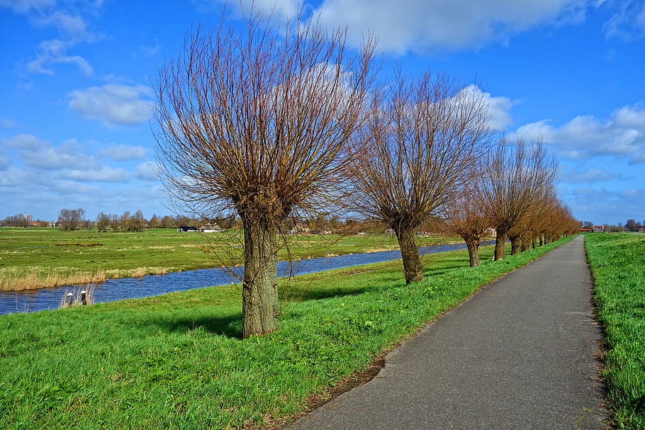 brown bare tree photography, pollards, willow, pollarded willow HD wallpaper