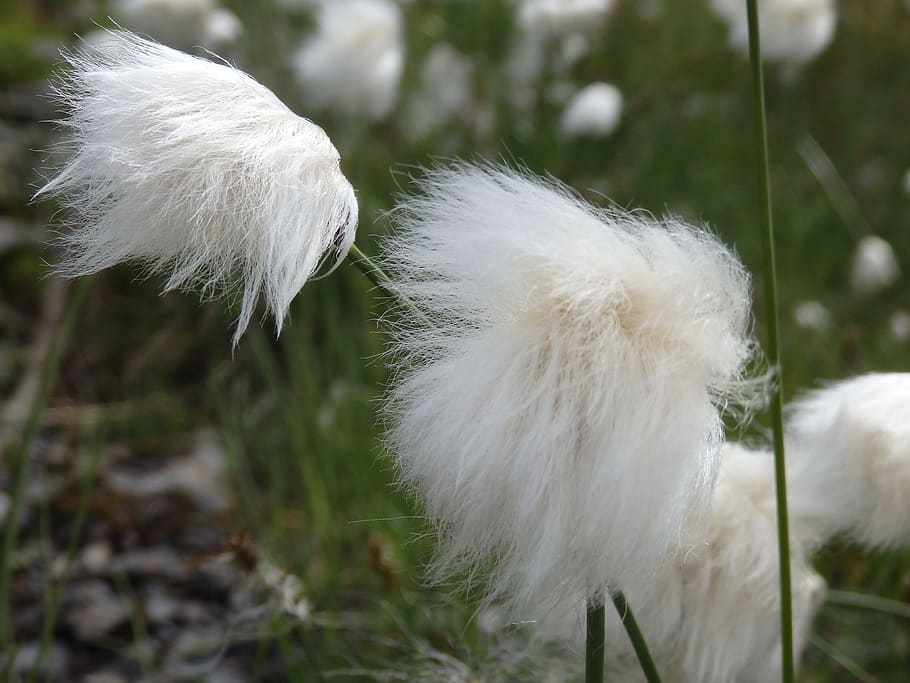 fluffy, nature, feather, grass, white color, softness, close-up HD wallpaper