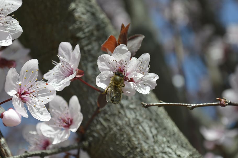 bee, pollen, pollination, flower, pollinate, yellow, insect HD wallpaper