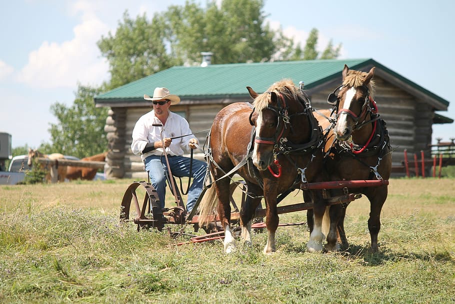 belgian horses, team, harness, draft, agriculture, teamwork HD wallpaper