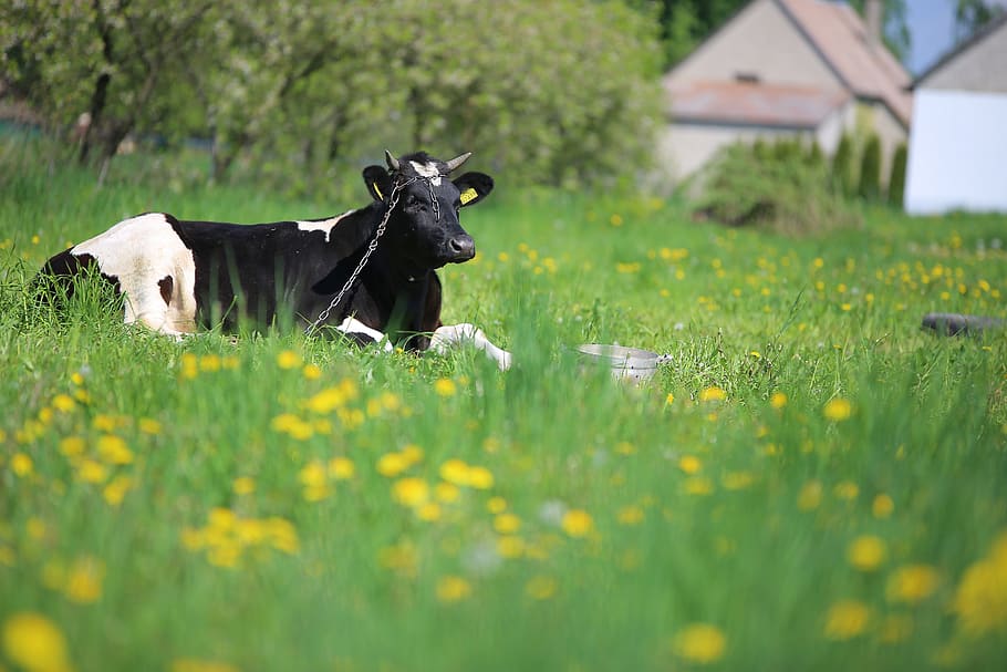 cow, town, happy, green, animal, village, farming, summer, european, HD wallpaper