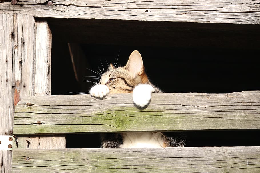 Cat, Kitten, Young, Mackerel, young cat, hiding place, wood HD wallpaper