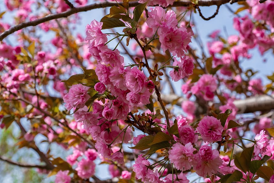tree, blooming, springtime, blossom, branch, botany, sky, sun HD wallpaper