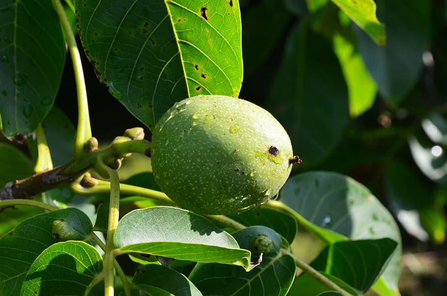 walnut, green, fruit, walnut tree, maturation, leaf, plant part HD wallpaper
