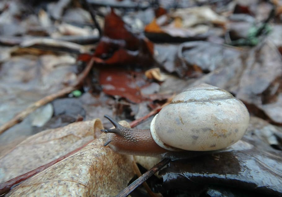 snail, shell, nature, animal, wildlife, macro, mollusk, natural HD wallpaper