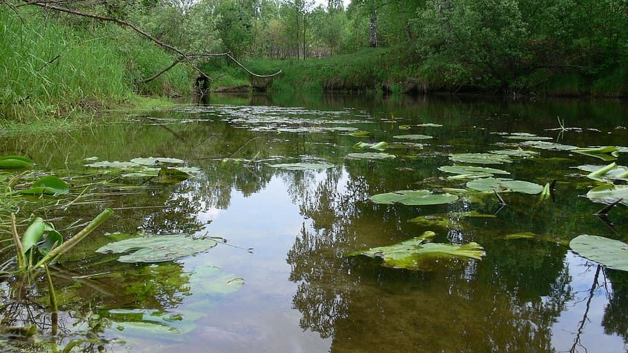 river, forest, water, nature, landscape, summer, russia, trees HD wallpaper