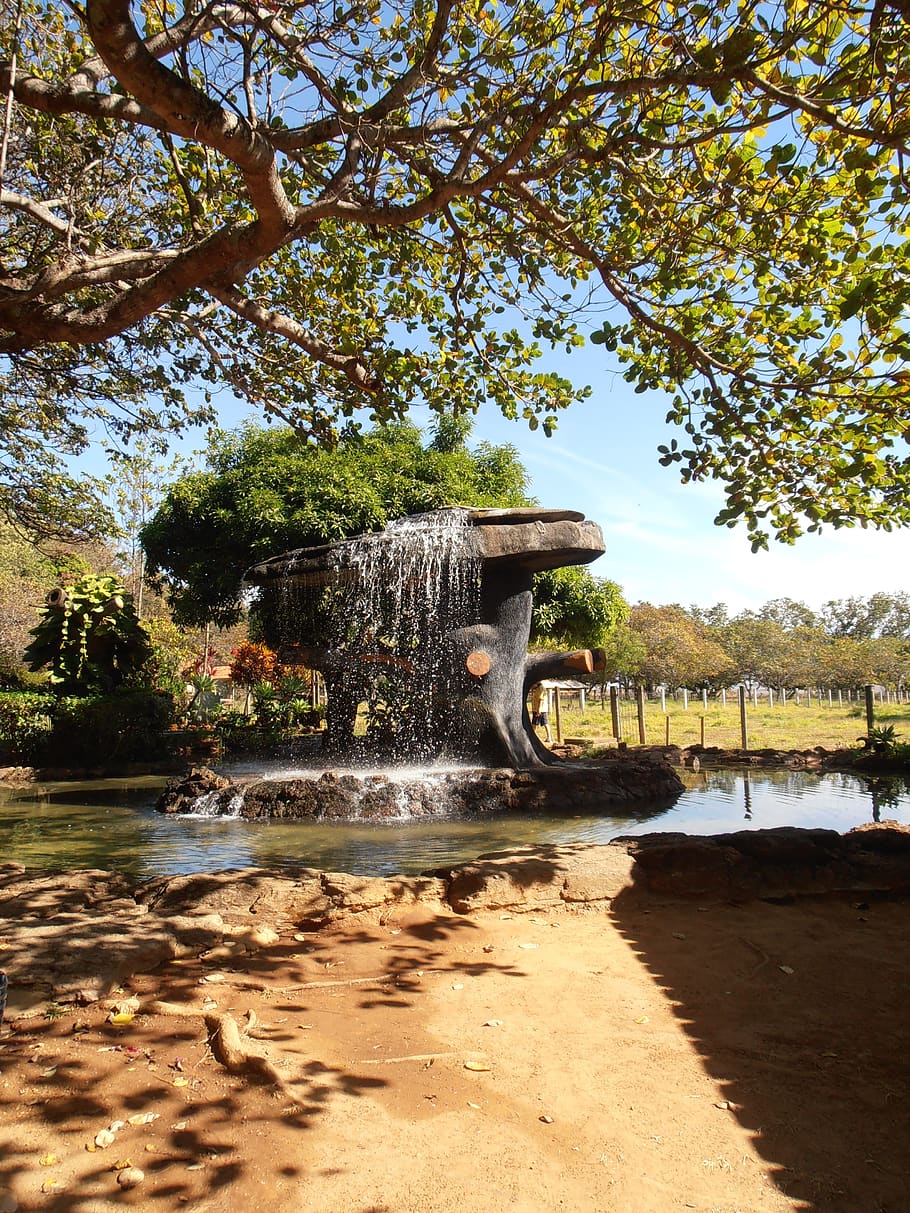 tree, source, water, nature, brazil, landscape, summer, natural beauty HD wallpaper