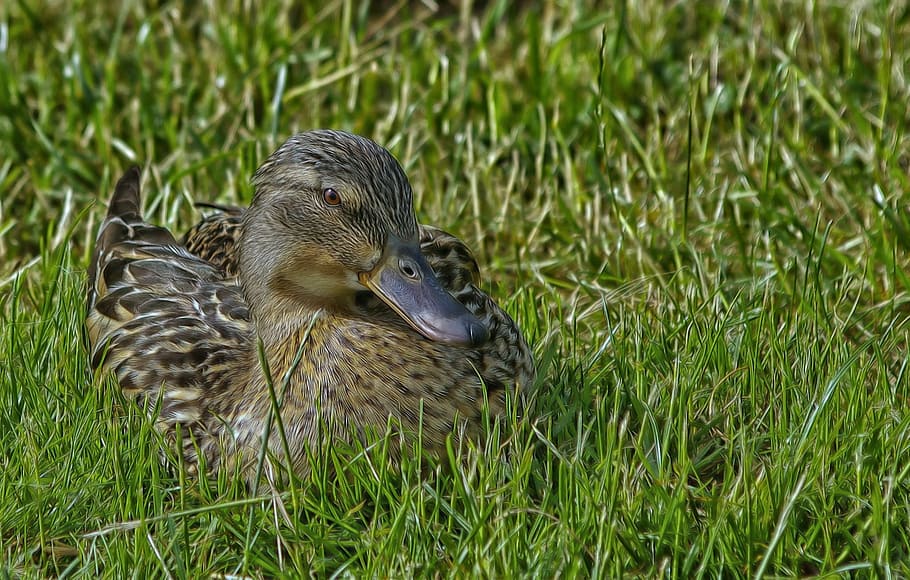 duck, wild, meadow, feather, wing, bill, grass, animal themes HD wallpaper