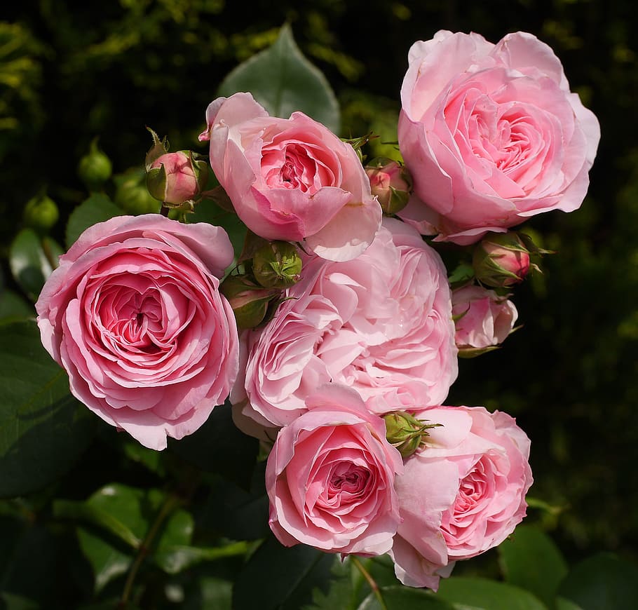 pink Rose closeup photo, shrub rose, in full bloom, floribunda
