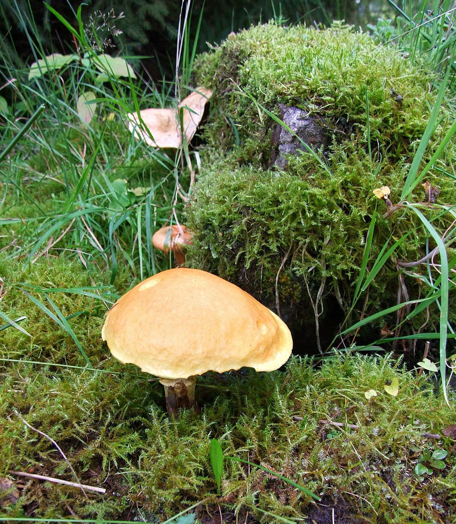 mushroom, fall, pine forest, europe, snails, moss, moisture HD wallpaper