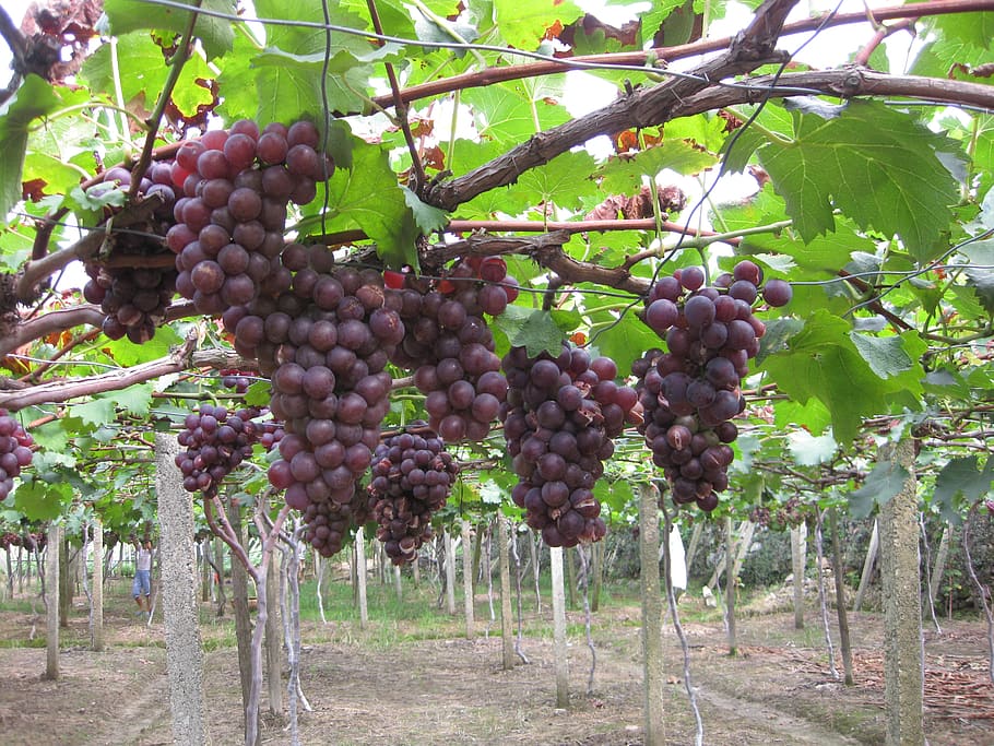 grape, picking, picnic, food and drink, fruit, healthy eating HD wallpaper