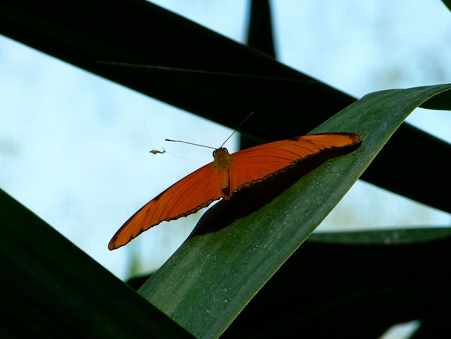 butterfly, wing, animal, insect, julia butterfly, dryas julia, HD wallpaper