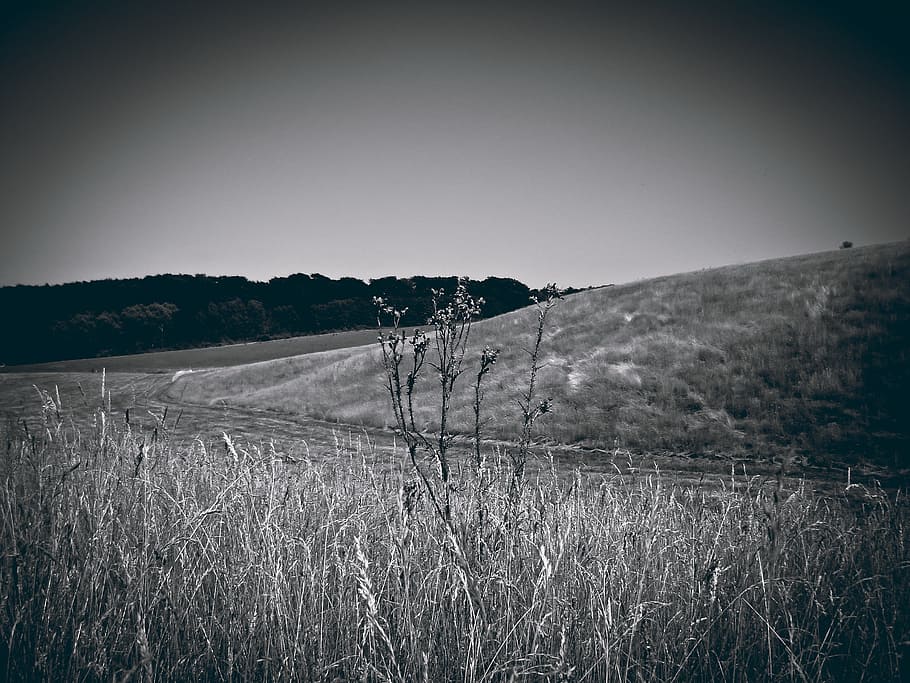 field, foresight, nature, landscape, vision, wide, distant HD wallpaper