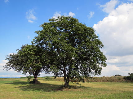 Walnut, Tree, Common Walnut, english walnut, persian walnut HD wallpaper