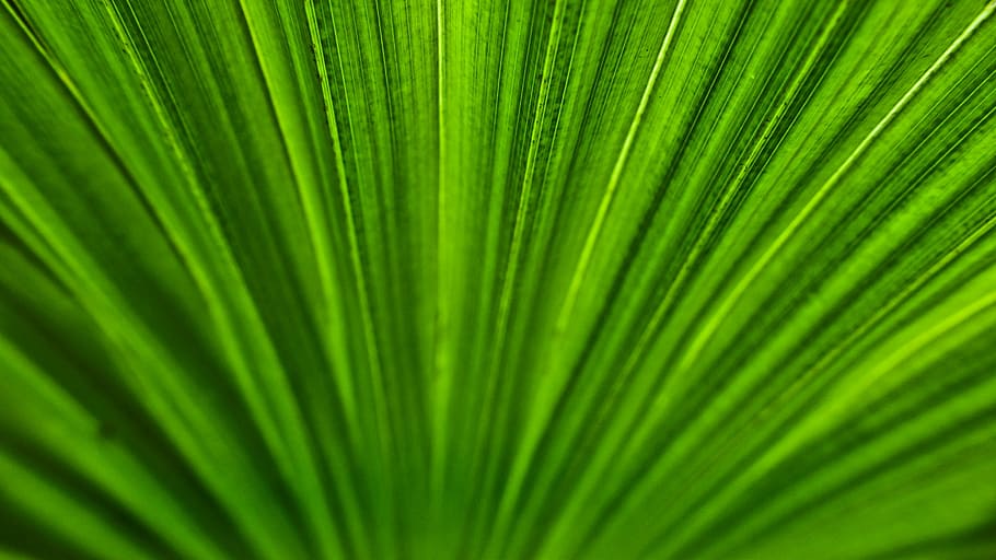 palm, leaf, structure, green, texture, plant part, green color HD wallpaper