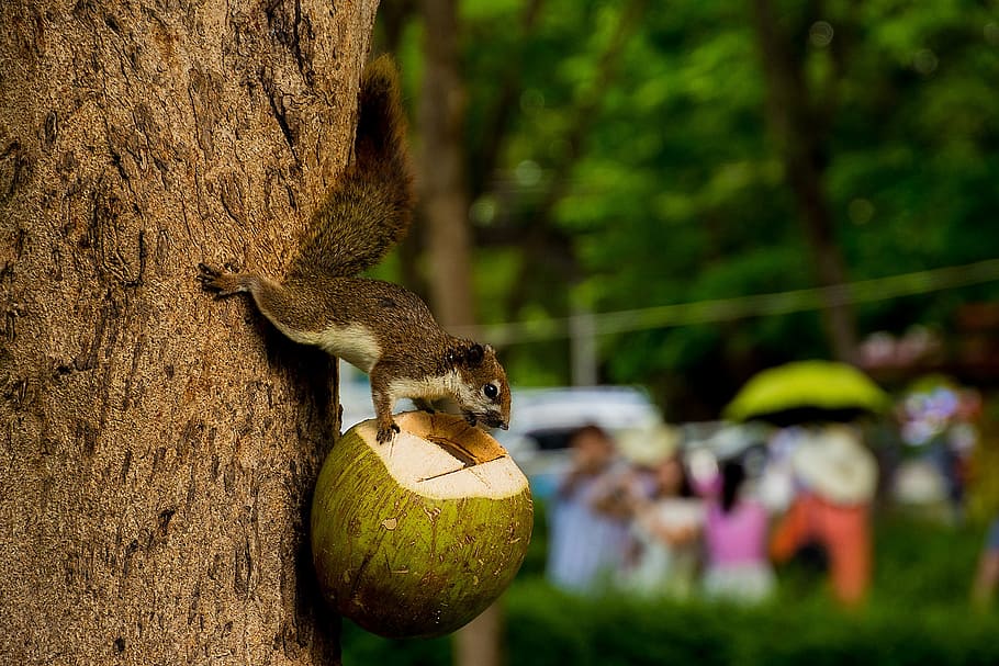 animals, squirrel, holding a coconut, focus on foreground, animal wildlife HD wallpaper