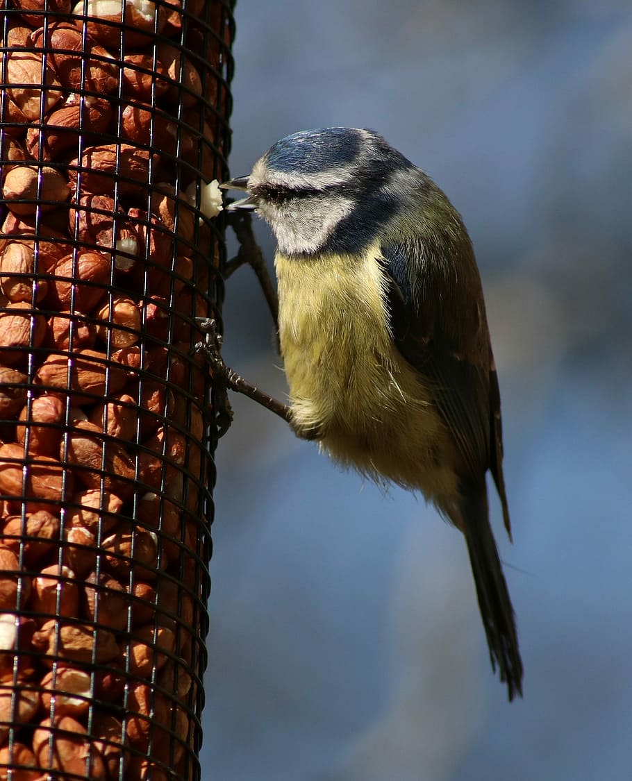 Bluetit, Bird, Nature, Wildlife, one animal, animal wildlife HD wallpaper