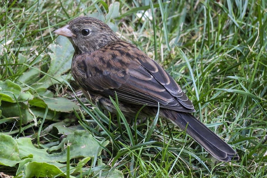 sparrow, bird, feathered, sitting, nature, wild, wildlife, small HD wallpaper