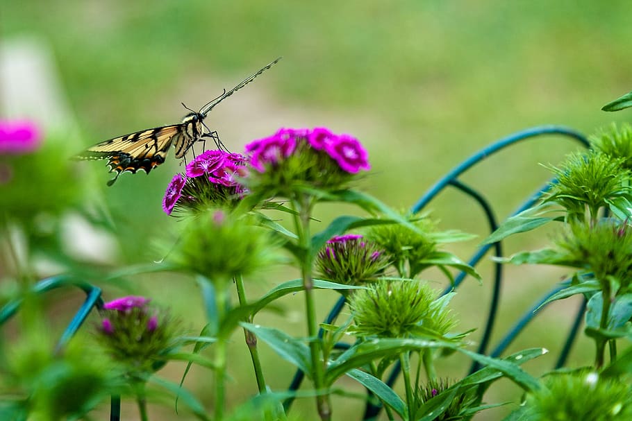 Butterfly, Flowers, Bloom, Spring, insect, nature, summer, green HD wallpaper