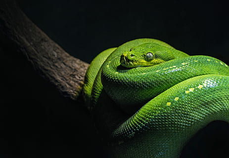 green snake on brown branch close-up photo, close-up photography of green snake HD wallpaper