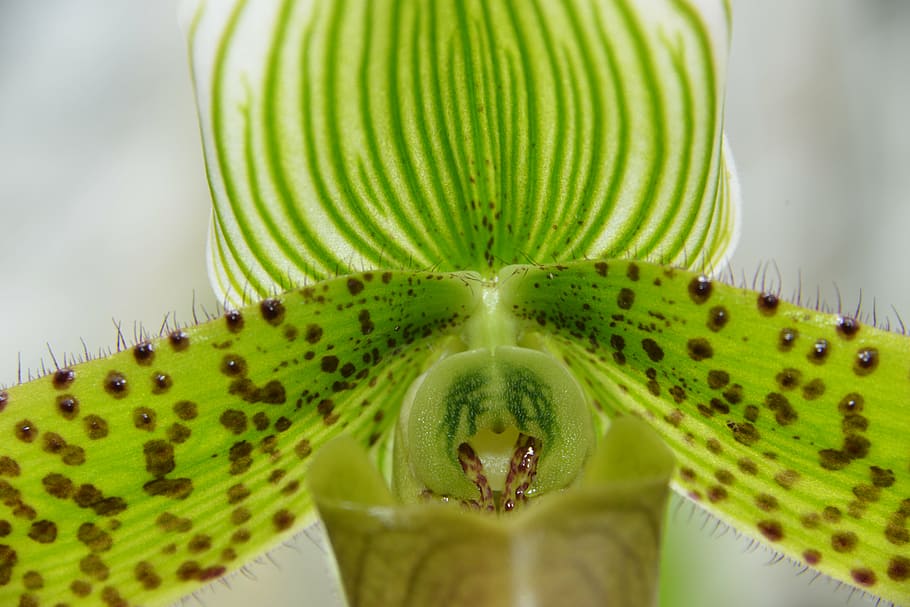 orchid, flower, macro, green color, close-up, fruit, no people HD wallpaper