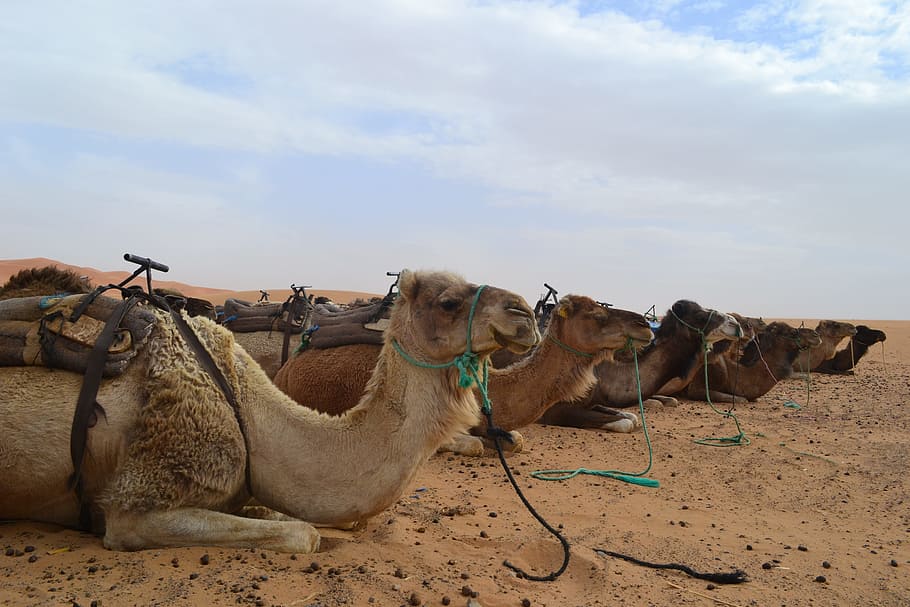 morocco, desert, camel, sahara, merzouga, africa, mammal, sky, HD wallpaper
