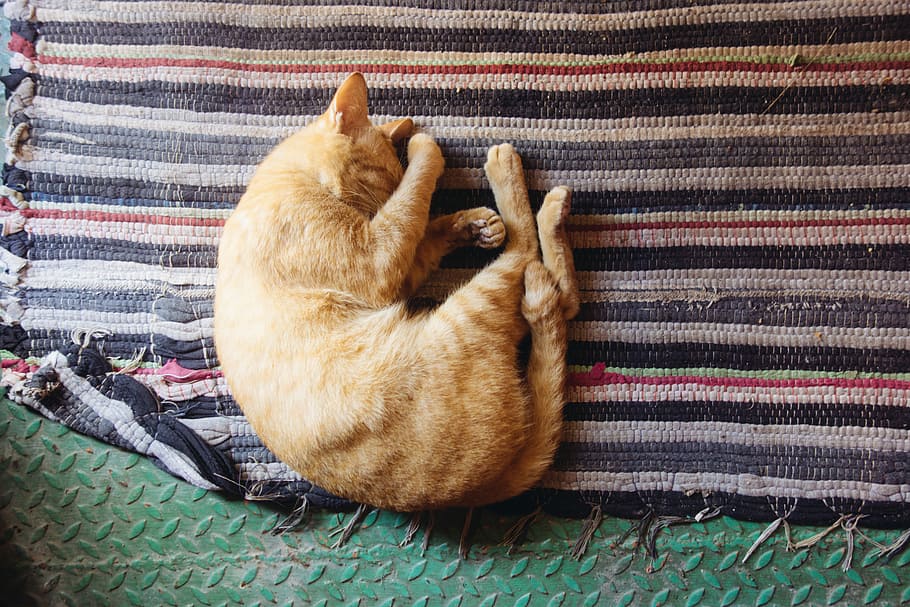 Orange cat sleeping, photo of orange tabby cat sleeping on woven mat HD wallpaper