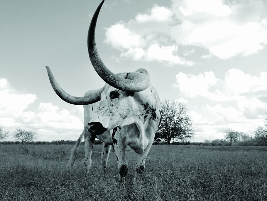 Profile of a longhorn, cattle on grasses, longhorn cow, animal