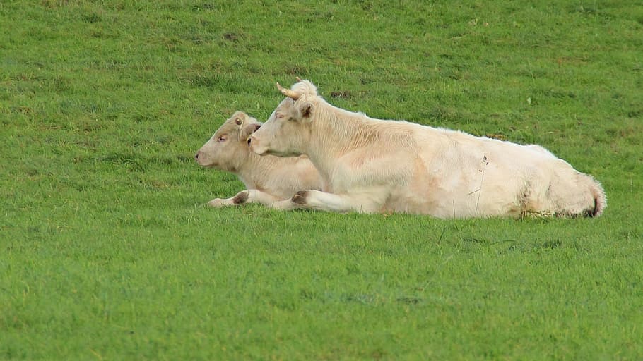 cows, animals, pasture, meadow, cattle, agriculture, beef, mammal HD wallpaper