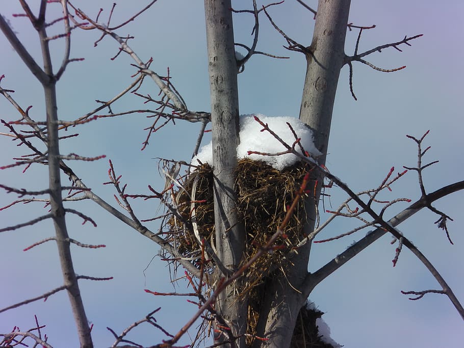Snow, Bird, Nest, Tree, View, Sky, bare tree, branch, outdoors HD wallpaper